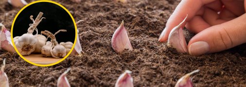 Высадка чеснока