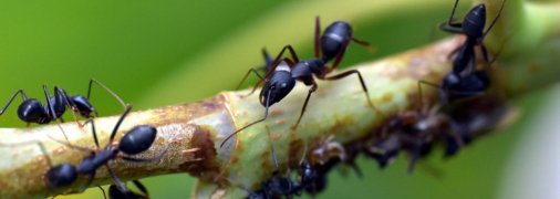 Муравьи будут убегать с вашего участка благодаря этим лайфхакам