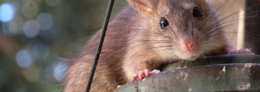 Вчені провели дослідження на щурах