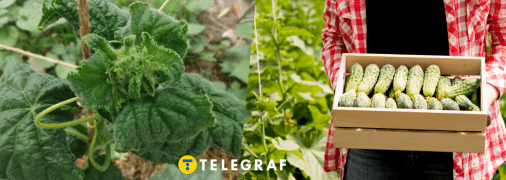 Как решить проблему скручивания листьев огурцов