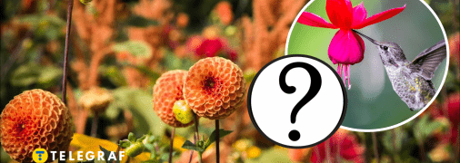 В Україні помітили бражника