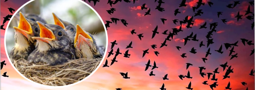 Какие птицы в Украине могут атаковать хищников