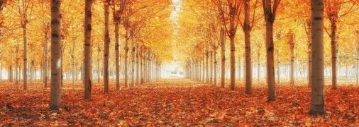 Золота осінь у Дніпрі