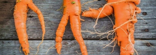 Не совершайте этих ошибок, и ваша морковка будет расти ровной