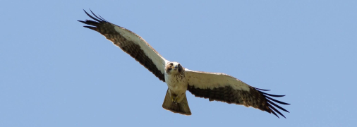 Орел-карлик малий. Фото: Viacheslav Kaistro