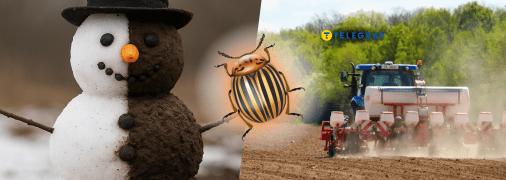 Колорадский жук