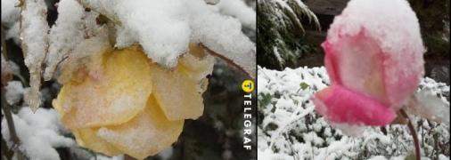 Снег засыпал розы в Украине