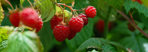 Кусты малины отблагодарят вас богатым урожаем