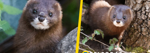 Норка європейська