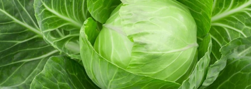 Эта подкормка - гарантия обильного и качественного урожая