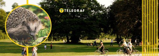 На Київщині помітили рослину-"їжака"