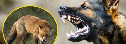 Бешенство у лисов и собак