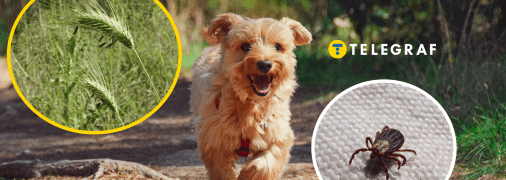 Колаж "Телеграфу"