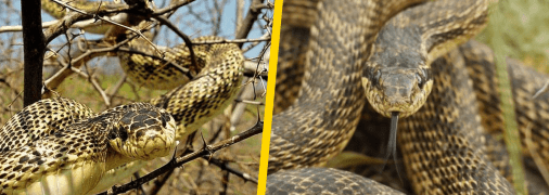 Сарматський полоз