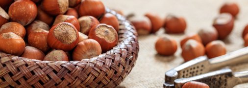 Лесной орех, лещина и фундук: в чем отличия?
