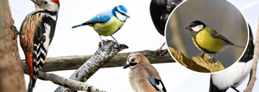 Птахи України