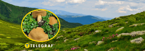 Маслёнок жёлто-бурый