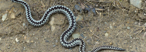 Ілюстративне зображення