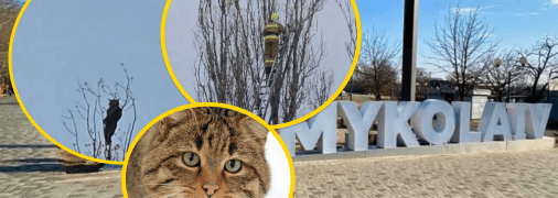 В Николаеве благодаря неравнодушным людям спасли кота