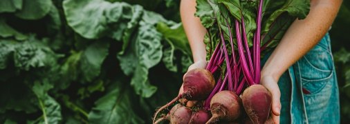 Молодий буряк