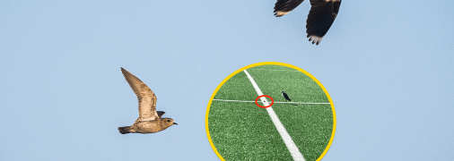 Рідкісні птахи оселилися прямо на футбольному полі