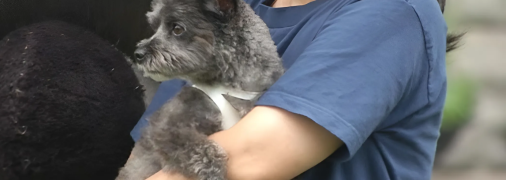 Исчезновение собак во Владивостоке