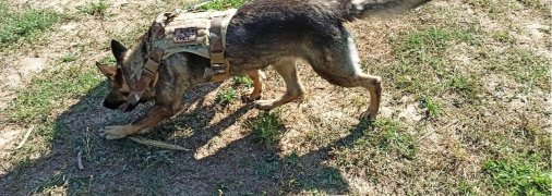 Поліцейський пес