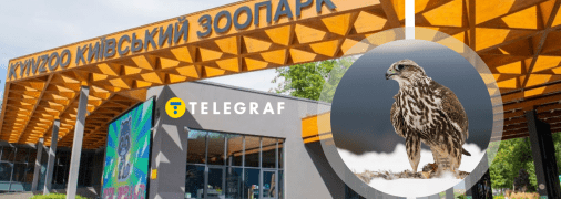 Сокол Балобан виріс у Київському зоопарку