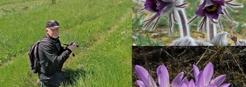 Пенсионер-переселенец из Бахмута Игорь Пышный наткнулся на уникальный участок сон-травы на Полтавщине