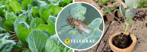 Дізнайтеся, як запобігти поширенню шкідників на капусті
