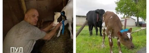 Телочка в обмен на бычка: Лукашенко поделился "самым святым" (видео) 