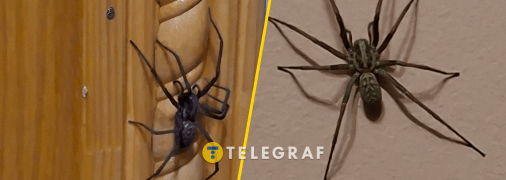 Великий домашній павук