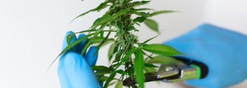 Вирощування медичного канабісу може стати дуже привабливим бізнесом