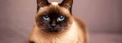 Красивый кот