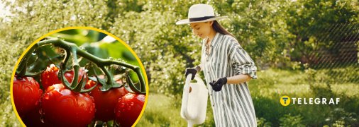 Удобрення помідорів в серпні врятує ваш урожай