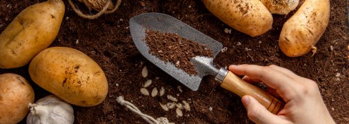 Секрети посадки картоплі