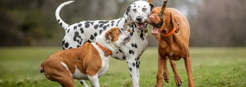 Агресивність собаки залежить від виховання