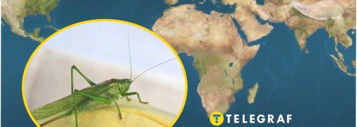 Нашествие саранчи