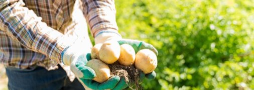 Чим підживити картоплю під час посадки