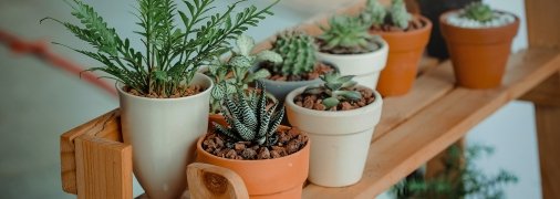 Не нужно слишком часто тревожить растения