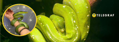 Изумрудный полоз