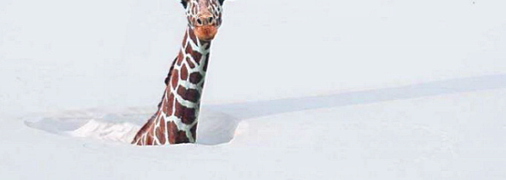 Африканське тепло на підході