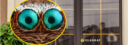 Опасный паук