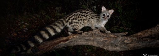 Генета - екзотична тварина, яка полює на гризунів