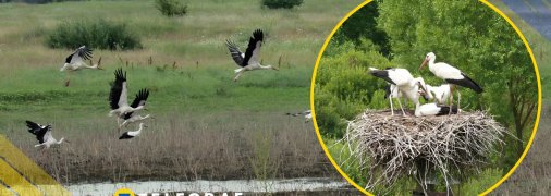 Лелеки, ілюстративне фото