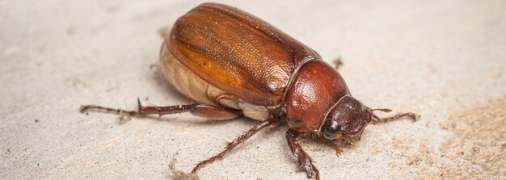 Майские жуки являются очень опасными вредителями.