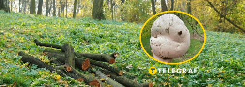 Дождевик гигантский