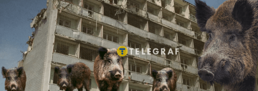 Кабани вже неодноразово заходили в населені пункти