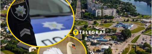 Червонокнижного птаха врятували в центрі України