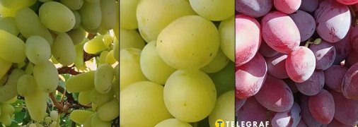 Виноград Алинка, Миланка и Подарок Ирине